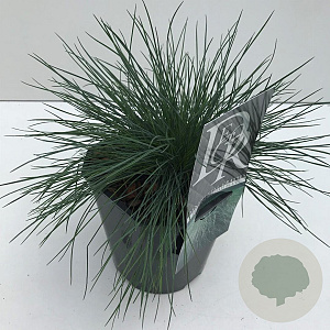 Festuca glauca 'Elijah Blue' 25-30 cm 2,0L vierkant