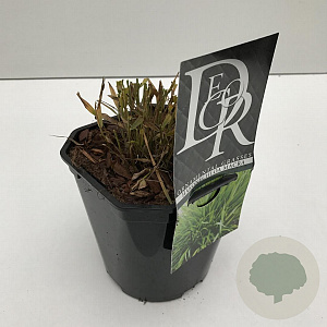 Hakonechloa macra 25-30 cm 2,0L vierkant