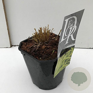 Hakonechloa macra 'All Gold' 25-30 cm 2,0L vierkant