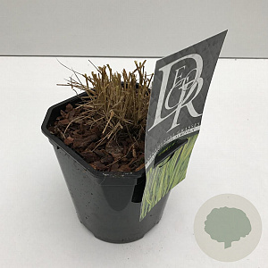 Hakonechloa macra 'Aureola' 25-30 cm 2,0L vierkant