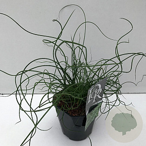 Juncus effusus 'Spiralis' 35-40 cm 2,0L vierkant