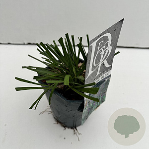 Liriope muscari 'Big Blue' 30-35 cm C1 vierkant