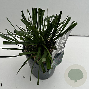 Liriope muscari 'Big Blue' 35-40 cm 2,0L vierkant