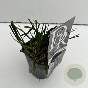 Liriope muscari 'Moneymaker' 30-35 cm C1 vierkant