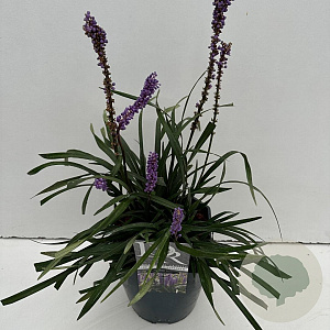 Liriope muscari 'Moneymaker' 60-65 cm 5,0L vierkant