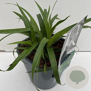 Luzula sylvatica 35-40 cm 2,0L vierkant