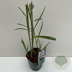 Miscanthus giganteus 25-30 cm 2,0L vierkant