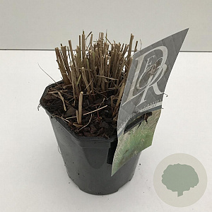 Miscanthus sin. 'Adagio' 25-30 cm 2,0L vierkant