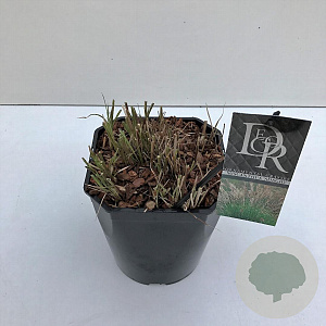 Miscanthus sin. 'Adagio' 25-30 cm 5,0L vierkant