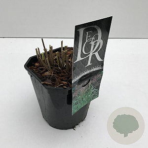 Miscanthus sin. 'Ferner Osten' 25-30 cm 2,0L vierkant