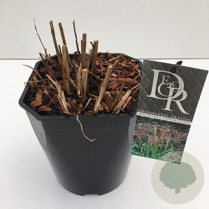 Miscanthus sin. 'Ferner Osten' 25-30 cm 5,0L vierkant