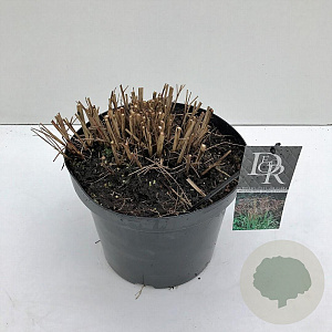 Miscanthus sin. 'Ferner Osten' 35-40 cm 10L