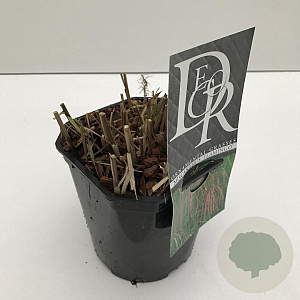 Miscanthus sin. 'Flamingo' 25-30 cm 2,0L vierkant
