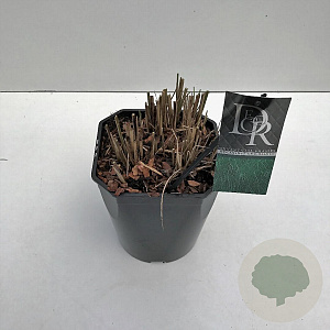 Miscanthus sin. 'Gracillimus' 25-30 cm 5,0L vierkant