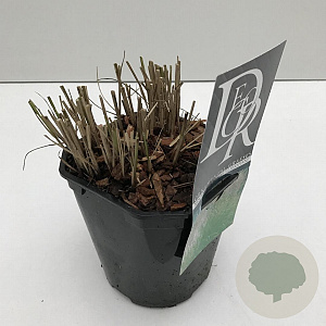 Miscanthus sin. 'Kleine Silbersp.' 25-30 cm 2,0L vierkant