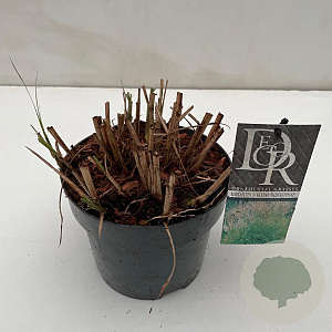 Miscanthus sin. 'Kleine Silbersp.' 25-30 cm 3,0L