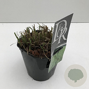 Miscanthus sin. 'Little Zebra' 25-30 cm 2,0L vierkant