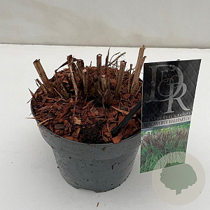 Miscanthus sin. 'Malepartus' 25-30 cm 3,0L