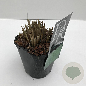 Miscanthus sin. 'Morning Light' 25-30 cm 2,0L vierkant