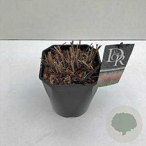 Miscanthus sin. 'Red Chief' 25-30 cm 5,0L vierkant