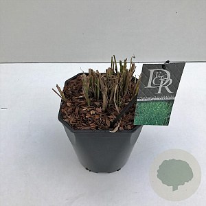 Miscanthus sin. 'Strictus' 25-30 cm 5,0L vierkant