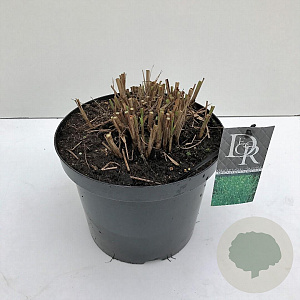 Miscanthus sin. 'Strictus' 35-40 cm 10L