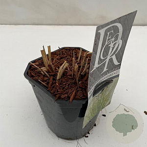 Molinia arund. 'Transparent' 25-30 cm 2,0L vierkant