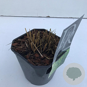 Molinia caerulea 'Edith Dudszus' 25-30 cm 2,0L vierkant