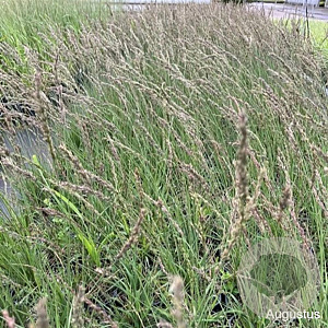Molinia caerulea 'Moorhexe' GM 2,0L