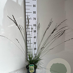 Molinia caerulea 'Moorhexe' GM 2,0L