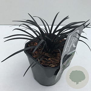 Ophiopogon plan. 'Niger' 25-30 cm 2,0L vierkant