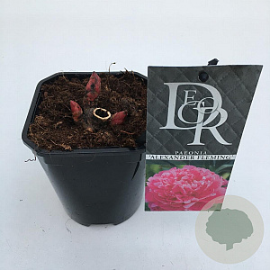 Paeonia (LD) 'Alexander Fleming' 20-25 cm C1 vierkant