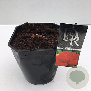 Paeonia (LD) 'Karl Rosenfield' 40-45 cm 5,0L vierkant