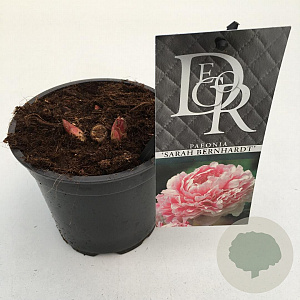 Paeonia (LD) 'Sarah Bernhardt' 10 cm P12