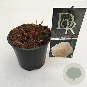 Paeonia (LD) 'Shirley Temple' 10 cm P12