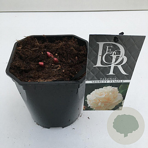 Paeonia (LD) 'Shirley Temple' 30-35 cm 2,0L vierkant