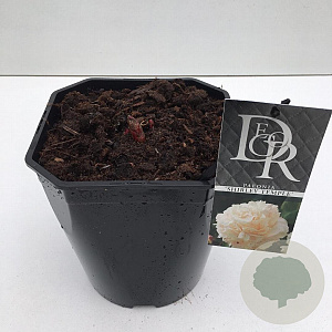 Paeonia (LD) 'Shirley Temple' 40-45 cm 5,0L vierkant