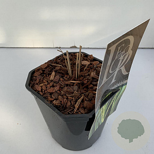 Panicum virgatum 'Northwind' 25-30 cm 2,0L vierkant