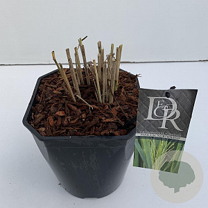 Panicum virgatum 'Northwind' 25-30 cm 5,0L vierkant