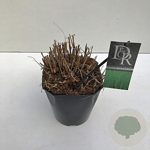 Panicum virgatum 'Prairie Sky' 25-30 cm 5,0L vierkant