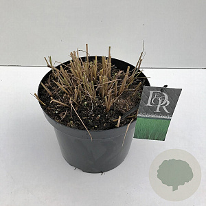 Panicum virgatum 'Sangria' 25-30 cm 2,0L vierkant