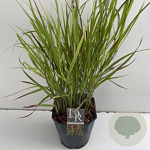 Panicum virgatum 'Sangria' 25-30 cm 5,0L vierkant