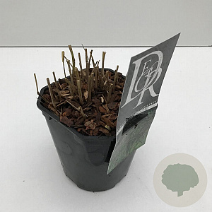 Panicum virgatum 'Squaw' 25-30 cm 2,0L vierkant