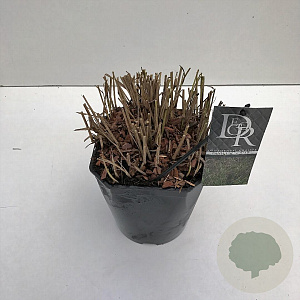 Panicum virgatum 'Squaw' 25-30 cm 5,0L vierkant