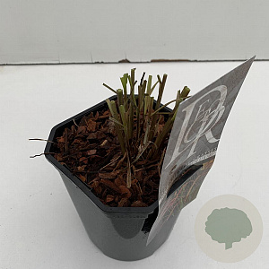 Pennisetum advena 'Rubrum Dwarf' 25-30 cm 2,0L vierkant