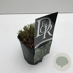 Pennisetum al. 'Hameln' 20-25 cm C1 vierkant