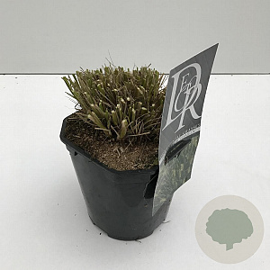 Pennisetum al. 'Hameln' 25-30 cm 2,0L vierkant