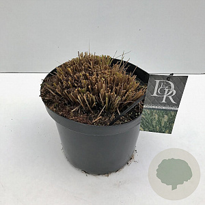 Pennisetum al. 'Hameln' 45-50 cm 10L
