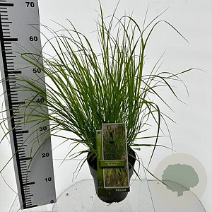 Pennisetum al. 'Redhead' 25-30 cm 3,0L