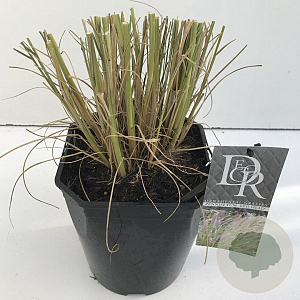 Pennisetum al. 'Redhead' 25-30 cm 5,0L vierkant